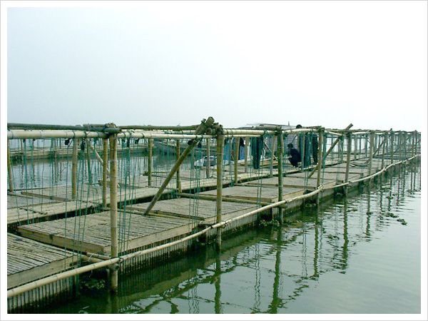 養(yǎng)殖基地